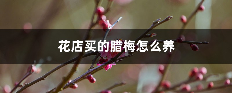 买回家的腊梅花怎么养，水培怎么养