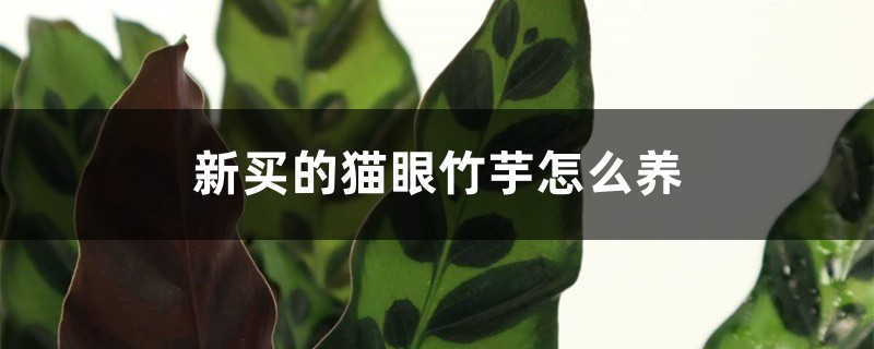 新买的猫眼竹芋怎么养 新买的猫眼竹芋怎么养