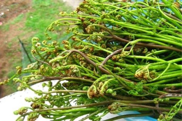 蕨菜阳台盆栽方法 蕨菜阳台盆栽方法