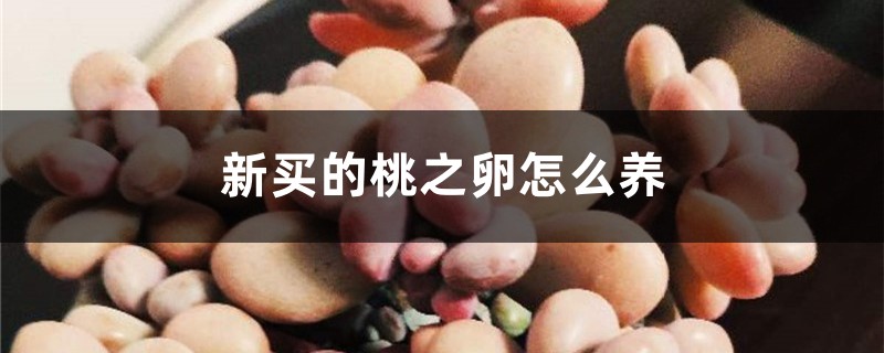 新买的桃之卵怎么养 新买的桃之卵怎么养