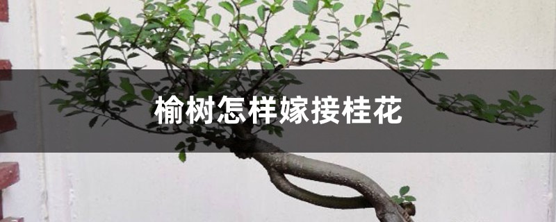榆树怎样嫁接桂花 榆树怎样嫁接桂花