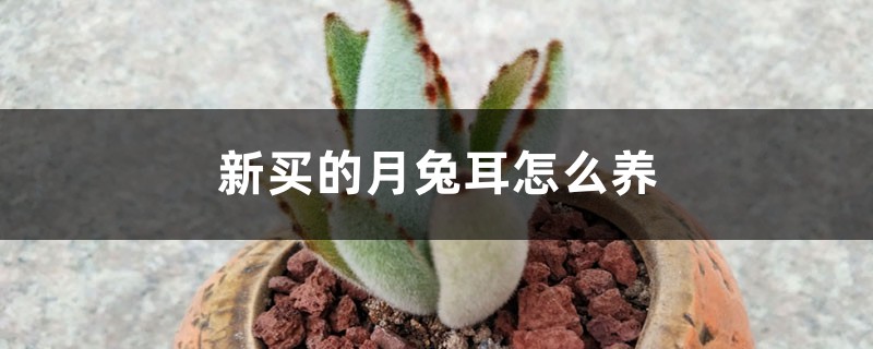 新买的月兔耳怎么养 新买的月兔耳怎么养