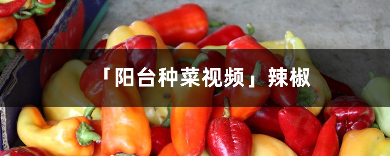 「阳台种菜视频」辣椒 「阳台种菜视频」辣椒