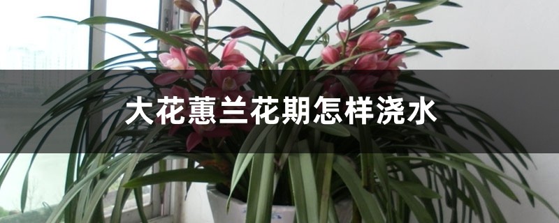 大花蕙兰花期怎样浇水