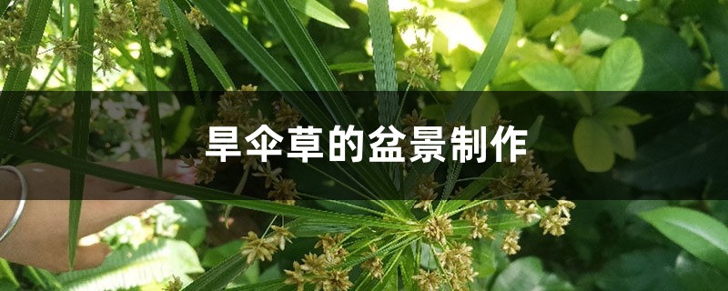 旱伞草的盆景制作 旱伞草的盆景制作