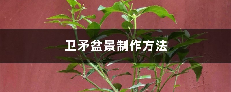 卫矛盆景制作方法 卫矛盆景制作方法