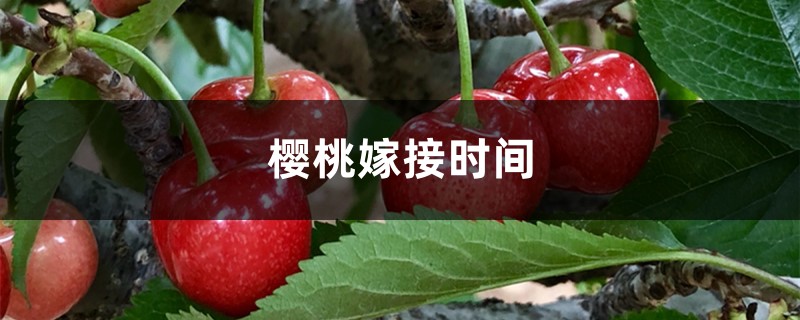 樱桃嫁接时间 樱桃嫁接时间