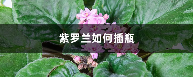 紫罗兰如何插瓶 紫罗兰如何插瓶