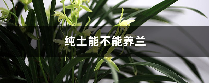 纯土能不能养兰,养兰花用土有什么讲究 纯土能不能养兰,养兰花用土有什么讲究