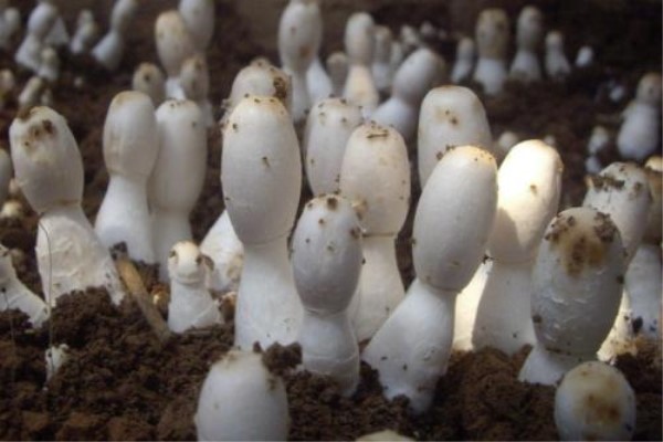 阳台种植蘑菇的方法 阳台种植蘑菇的方法
