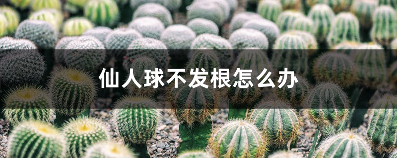 仙人球不发根怎么办 仙人球不发根怎么办