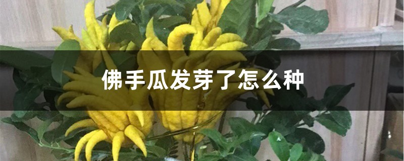 佛手瓜发芽了怎么种 佛手瓜发芽了怎么种