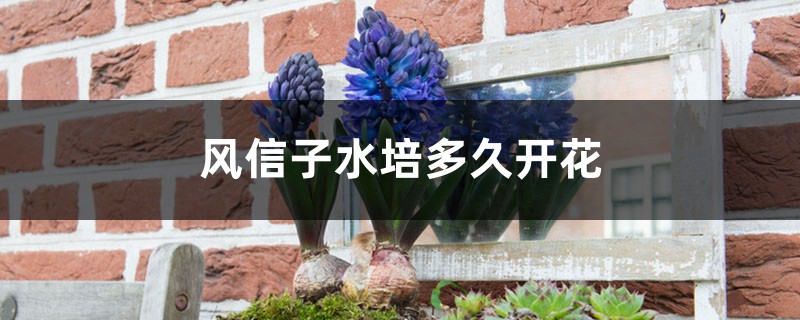 风信子水培多久长根,多久开花 风信子水培多久长根,多久开花