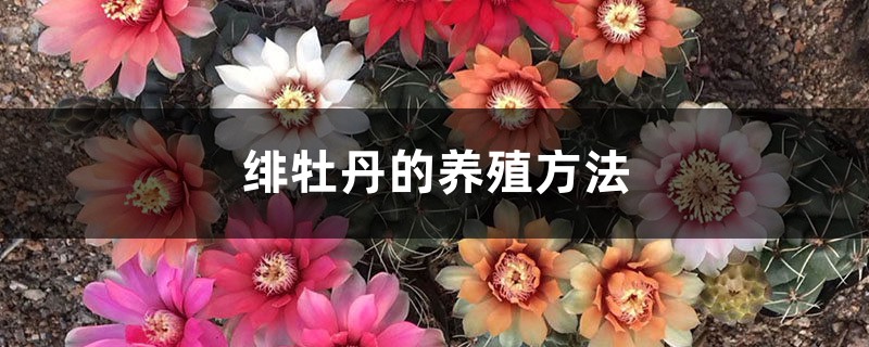 绯牡丹的养殖方法 绯牡丹的养殖方法