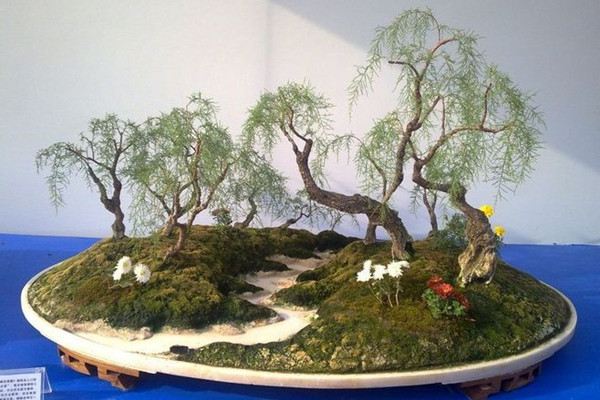 垂柳式柽柳盆景的制作 垂柳式柽柳盆景的制作