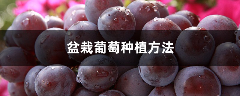 盆栽葡萄种植方法 盆栽葡萄种植方法