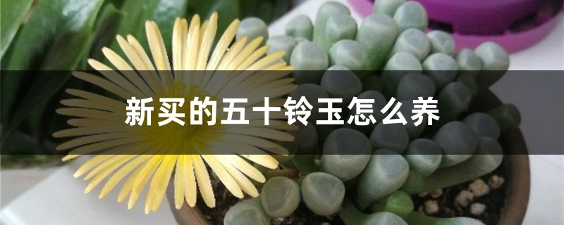 新买的五十铃玉怎么养 新买的五十铃玉怎么养