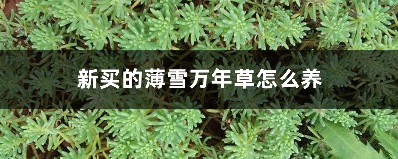 新买的薄雪万年草怎么养 新买的薄雪万年草怎么养