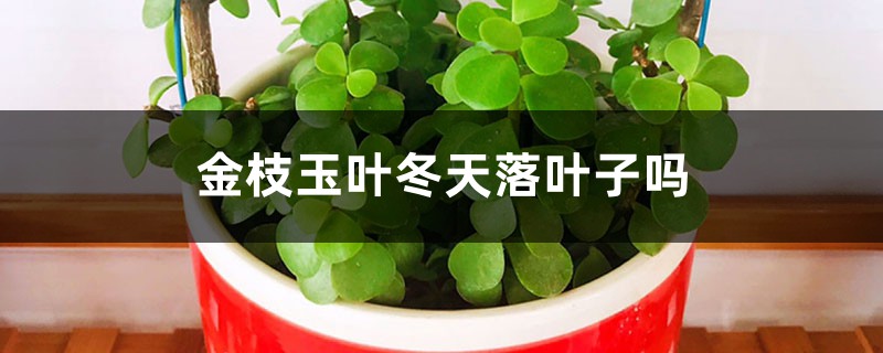 金枝玉叶冬天落叶子吗，冬天掉叶子怎么办