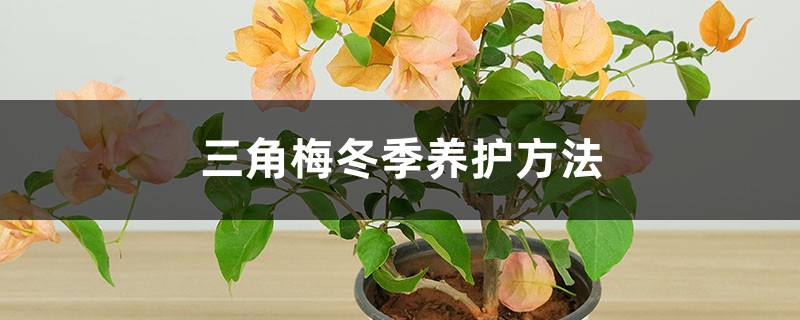 三角梅冬季养护方法 三角梅冬季养护方法