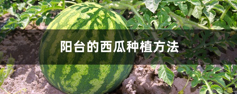 阳台的西瓜种植方法 阳台的西瓜种植方法