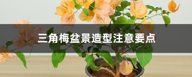 三角梅盆景造型注意要点 三角梅盆景造型注意要点