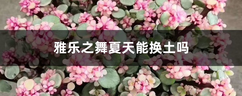 雅乐之舞夏天能换土吗,用什么盆种 雅乐之舞夏天能换土吗,用什么盆种