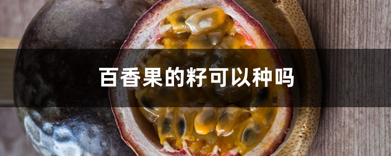 百香果的籽可以种吗,南方一般什么时候种 百香果的籽可以种吗,南方一般什么时候种