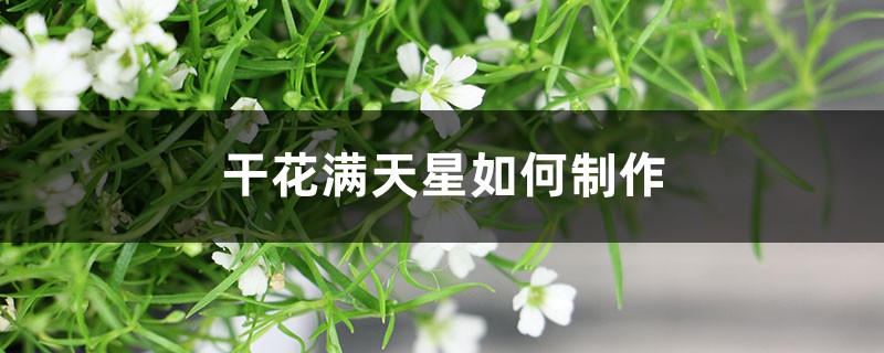 干花满天星如何制作,能保持多久 干花满天星如何制作,能保持多久