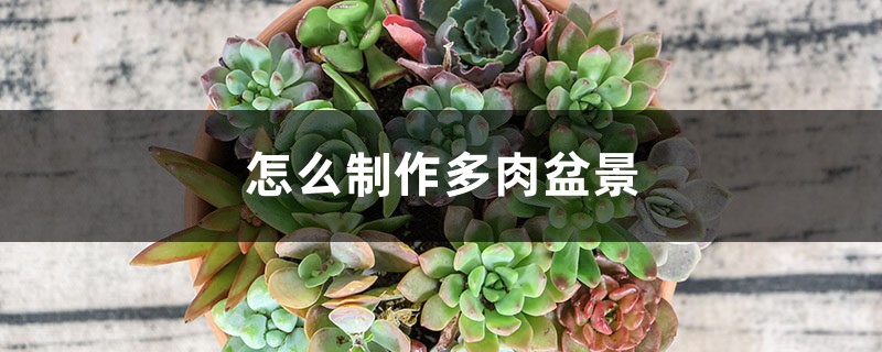 怎么制作多肉盆景 怎么制作多肉盆景