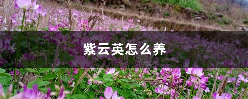 紫云英怎么养