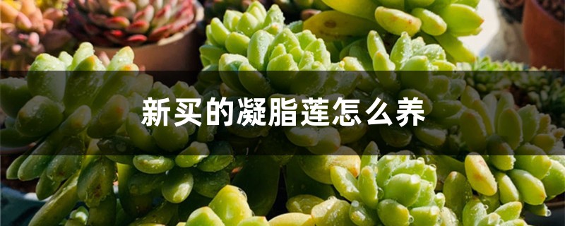 新买的凝脂莲怎么养 新买的凝脂莲怎么养