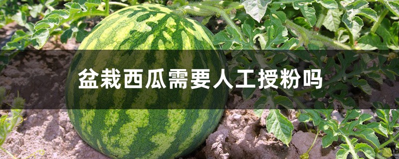 盆栽西瓜需要人工授粉吗 盆栽西瓜需要人工授粉吗