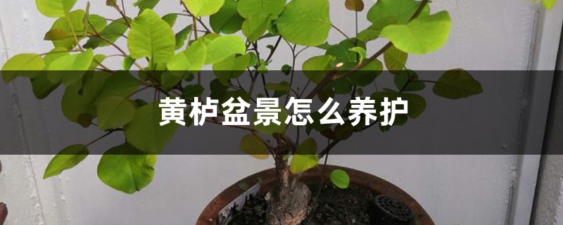黄栌盆景怎么养护 黄栌盆景怎么养护