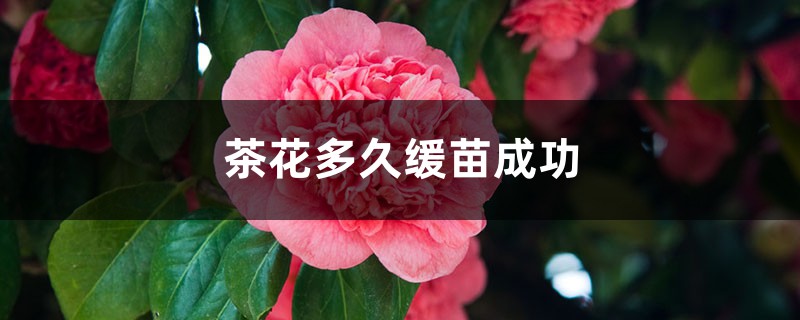 茶花多久缓苗成功 茶花多久缓苗成功