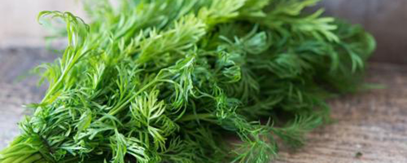 阳台茴香的种植方法 阳台茴香的种植方法