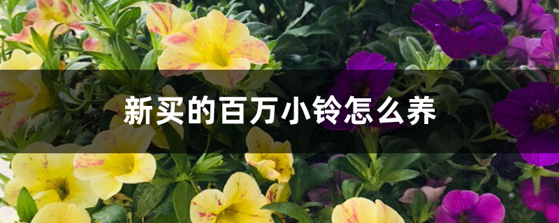 新买的百万小铃怎么养 新买的百万小铃怎么养
