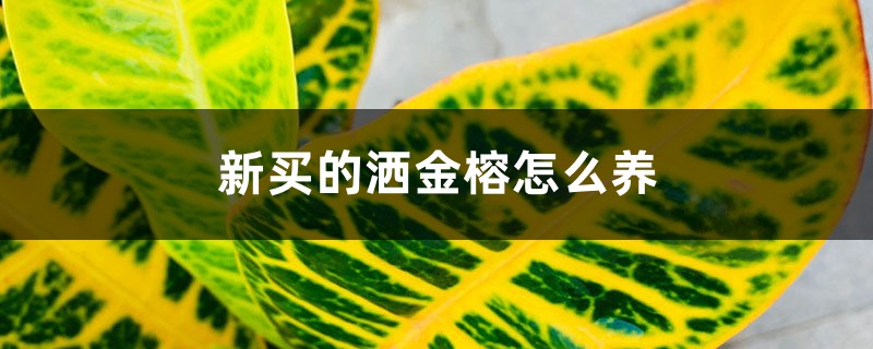 新买的洒金榕怎么养 新买的洒金榕怎么养