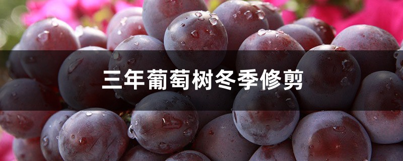 三年葡萄树冬季修剪 三年葡萄树冬季修剪