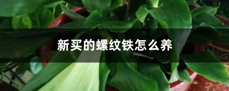 新买的螺纹铁怎么养