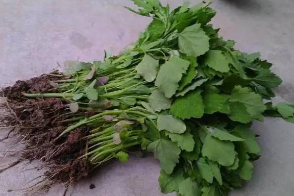 随手可见的路边菜——灰灰菜 随手可见的路边菜——灰灰菜
