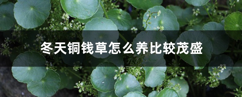 冬天铜钱草怎么养比较茂盛 冬天铜钱草怎么养比较茂盛