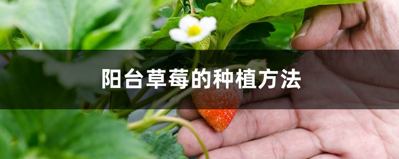阳台草莓的种植方法 阳台草莓的种植方法