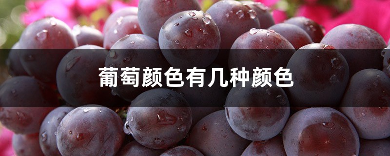 葡萄有什么颜色,不同品种和成熟度颜色不同 葡萄有什么颜色,不同品种和成熟度颜色不同