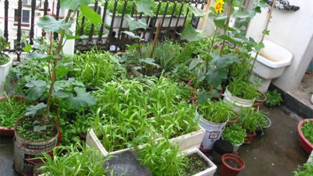 如何在阳台上种菜 如何在阳台上种菜