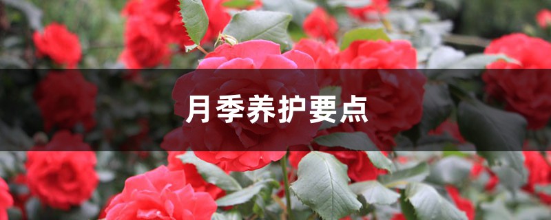 月季养护要点 月季养护要点