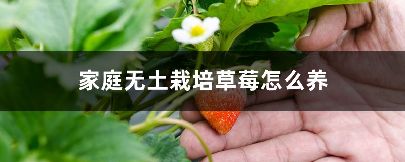 家庭无土栽培草莓怎么养 家庭无土栽培草莓怎么养