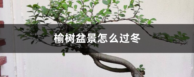 榆树盆景怎么过冬 榆树盆景怎么过冬