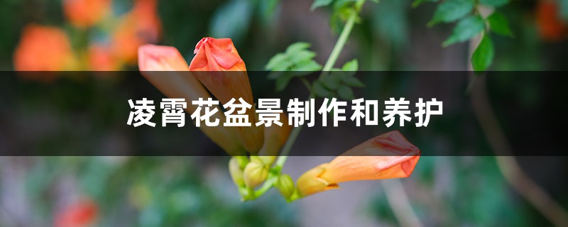 凌霄花盆景制作和养护 凌霄花盆景制作和养护