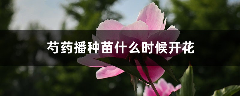 芍药播种苗什么时候开花,芍药播种育苗方法 芍药播种苗什么时候开花,芍药播种育苗方法